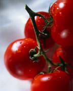 Photo shows ripe, red tomatoes on the vine.