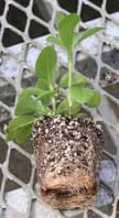 Photo of plant pulled out of a pot, showing the underground roots wound throughout the soil.