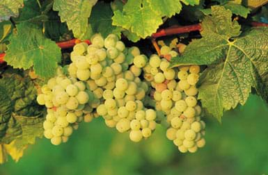 Photo of grapes hanging from a leafy vine.