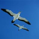 Photo of two soaring seagulls, wings stretched wide.