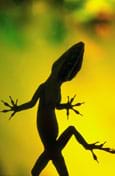 Photo a lizard in silhouette, showing five-toed feet.