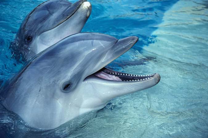 Photo shows two dolphins with their heads above water.