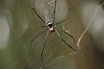 Photo of a spider in its web.