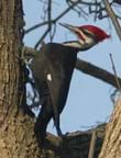 Photo of woodpecker perched on a tree trunk.