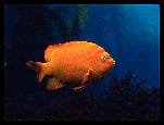 Photo of a plump orange fish in blue water.