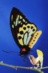 Photo shows a butterfly perched on a stem.