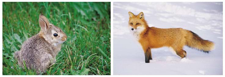Photos of a rabbit and fox in the wild.