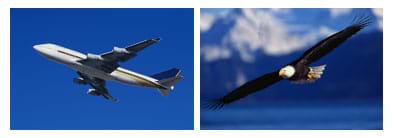 Photos of a jet and eagle, wings spread in flight.