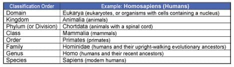 Classification order: domain, kingdom, phylum (or division), class, order, family, genus, species. Example: eukarya, animalia, chortdata, mammalian, primates, hominidae, homo, homosapiens.