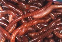 Close-up photo of a pile of red compost worms.