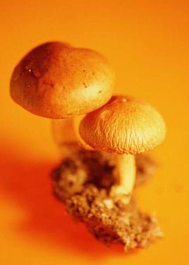 Photo of two umbrella-shaped mushrooms growing from some soil.