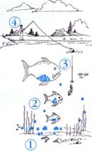 Sketch shows minnows and young fish eating plankton, in turn being eaten by larger predatory fish, in turn being eaten by bigger animals and humans.