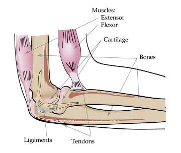 A diagram of a bent elbow shows bones, extensor muscles, flexor muscles, ligaments, tendons and cartilage.