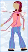 Diagram shows arteries, veins and heart of the human circulatory system superimposed on the body of a girl.