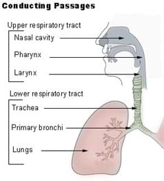 Diagram shows and identifies nasal cavity, pharynx and larynx of upper respiratory tract, and trachea, primary bronchi and lungs of lower respiratory tract.