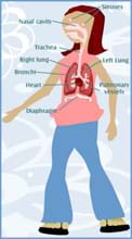Diagram shows nasal cavity, sinuses, trachea, lungs, bronchi, heart, pulmonary vessels and diaphragm superimposed on the body of a person.