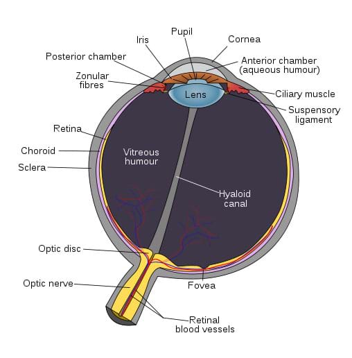 A cut-away drawing shows and labels eye parts, including the optic nerve, sclera, choroid, retina, iris, pupil, cornea, lens, vitreous humor, and fovea.