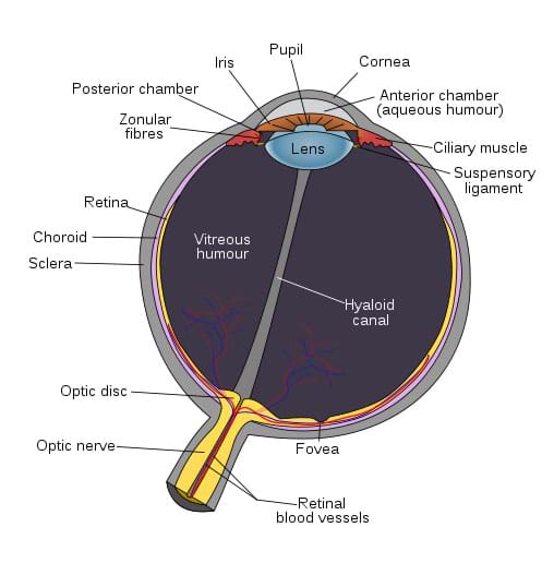 Anatomy Lesson: What Is the Retina? - Eye Care Specialists
