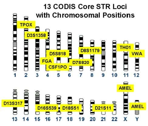 DNA profiling — Science Learning Hub