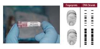 Two images: (left) a plastic-gloved hand holds a small vial containing a swabbed DNA sample. (right) A graphic shows the swirls and ridges of two fingerprints next to two strands of DNA sequences (black and white striped columns).