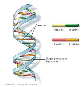 Drawing of a twisted ladder-like structure with color-coded and paired adenine, thymine, guanine and cytosine cross structures, positioned like rungs.