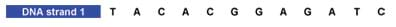 Example DNA strand 1 coding: T, A, C, A, C, G, G, A, G, A, T, C.