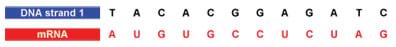 Added below the previous example DNA strand 1 coding, an example mRNA coding for that strand: A, U, G, U, G, C, C, U, C, U, A, G.