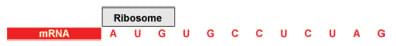 A ribosome is placed above the first three bases (a codon) of our example mRNA coding, A, U, G.