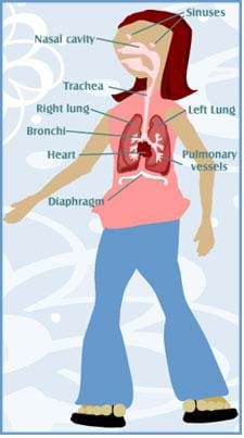 A drawing of a young girl illustrating our respiratory system. Shown are words pointing to the airways, lungs, and the different respiratory muscles that help with air movement into and out of the body.