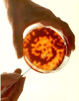 Photo shows a person's hands poking a long wire loop in an orange-filled Petri dish.