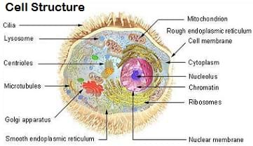 A colorful drawing shows the cilia, lysosome, mitochondrion, endoplasmic reticulum, cell membrane, centrioles, cytoplasm, nucleolus, microtubules, chromatin, ribosomes, golgi apparatus and nuclear membrane.