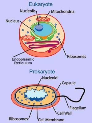Diagram shows the nucleolis, mitochondria, nucleus, ribosomes and endoplasmic reticulum of an eukaryote cell, and the nucleoid, capsule, flagellum, cell wall, cell membrane and ribosomes of a prokaryote cell.