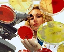 Photo shows a chemical and biological engineering working with a microscope and petrie dishes as she develops new antibotics.