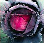 Photo shows a red cabbage plant with purple leaves.