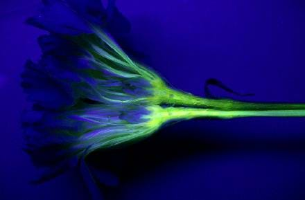 Photo shows a side view of a flower with blue petals and a green stem.