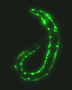 Microscopic photo shows the outline of a bright green worm on a black background.