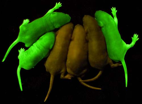 Photo shows six baby mice, three glowing bright green.