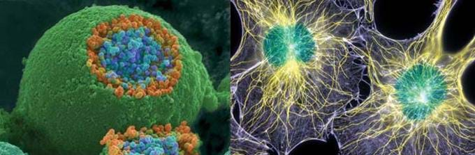 Two photos: A spherical spongy green, orange and blue orb. Web-like structures with green centers and purple and pale yellow areas.