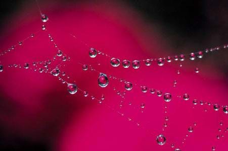 A photograph shows round water droplets clinging to a spider web.