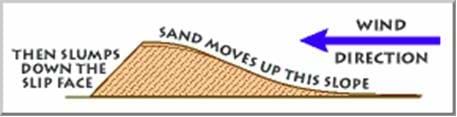 A drawing of a sand hill shows the direction of the wind demonstrating how sand is moved to the top of the slope (hill), and then when the slope is too steep, the sand slumps down the other side.