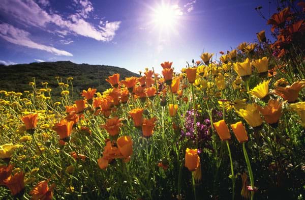 A photograph shows the sun shining on field of flowers.