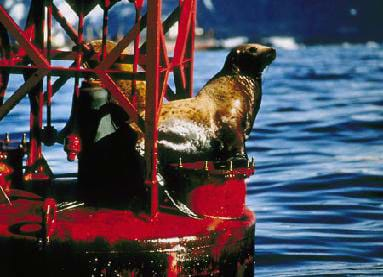 A photograph shows a sea lion sitting on a floating buoy surrounded by blue water.