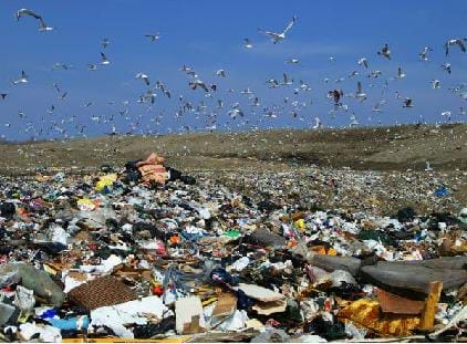 A colorful photograph of a garbage landfill showing acres of trash. Vultures are hovering over the trash, picking up anything edible.