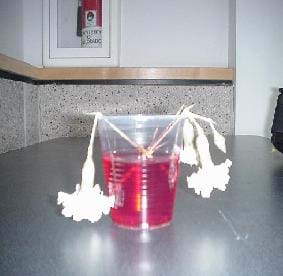 Figure 5. Contaminated water with unhealthy carnations.