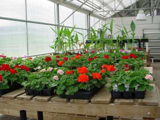 Photo shows the inside of a greenhouse with walls and angled roof of transparent material, and benches full of growing flowers and plants.
