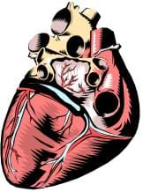 An anatomical drawing of the human heart.