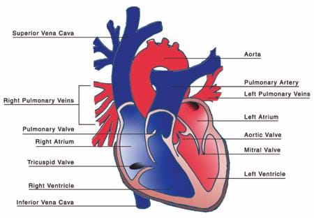 A red and blue drawing the heart with the four chambers, the valves, and the major veins and arteries labeled.
