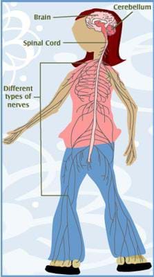 A drawing of a transparen girl with the components of her nervous system labeled: brain, cerebellum, spinal cord, various types of nerves throughout the body.