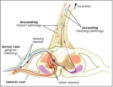 A drawing of a cross-section of the human spinal cord identifies the ascending and descending pathways, dorsal and ventral roots, and sensory and motor neurons.