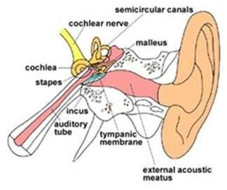 A cutaway drawing of the human ear identifies its main parts: semicircular canals, cochlear nerve, malleus, cochlea, stapes, incus, auditory tube, tympanic membrane and external acoustic meatus.
